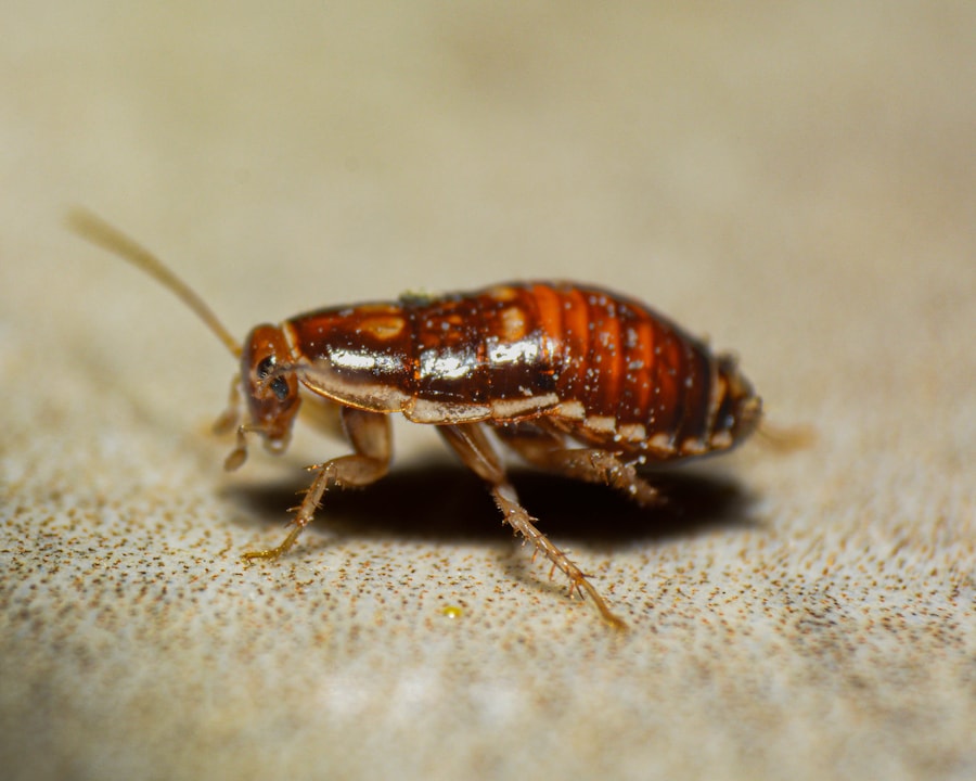 Close-up of a bed bug on fabric