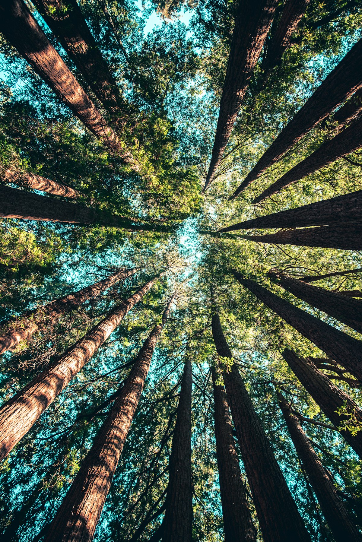 Wayne White, ISA Board Certified Master Arborist and founder of Emerald Tree Care