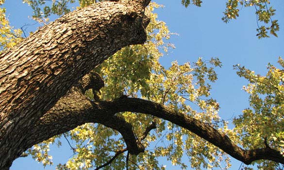 Steel cable support system installed in a multi-stemmed tree