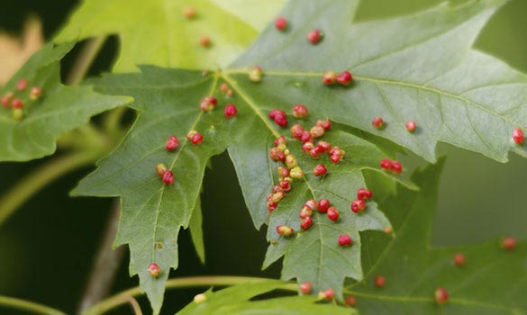 Tree showing signs of fungal disease being evaluated by arborist