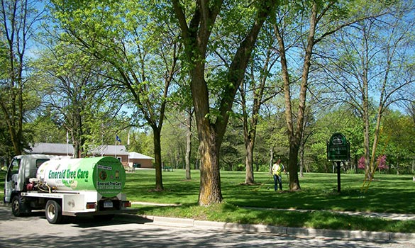 Deep root fertilization being applied to a mature oak tree