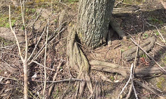 Air excavation exposing a tree root collar buried under soil