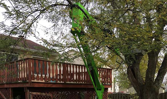 Professional arborist pruning a large shade tree