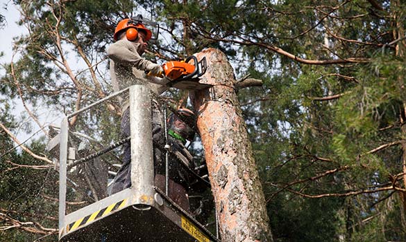 Safe tree removal by certified crew in residential area