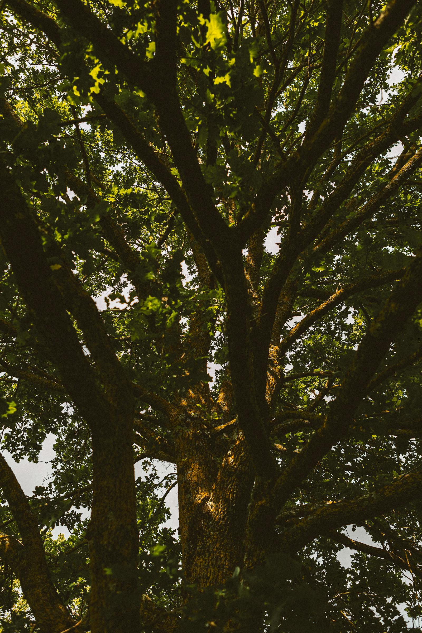 Mature tree canopy