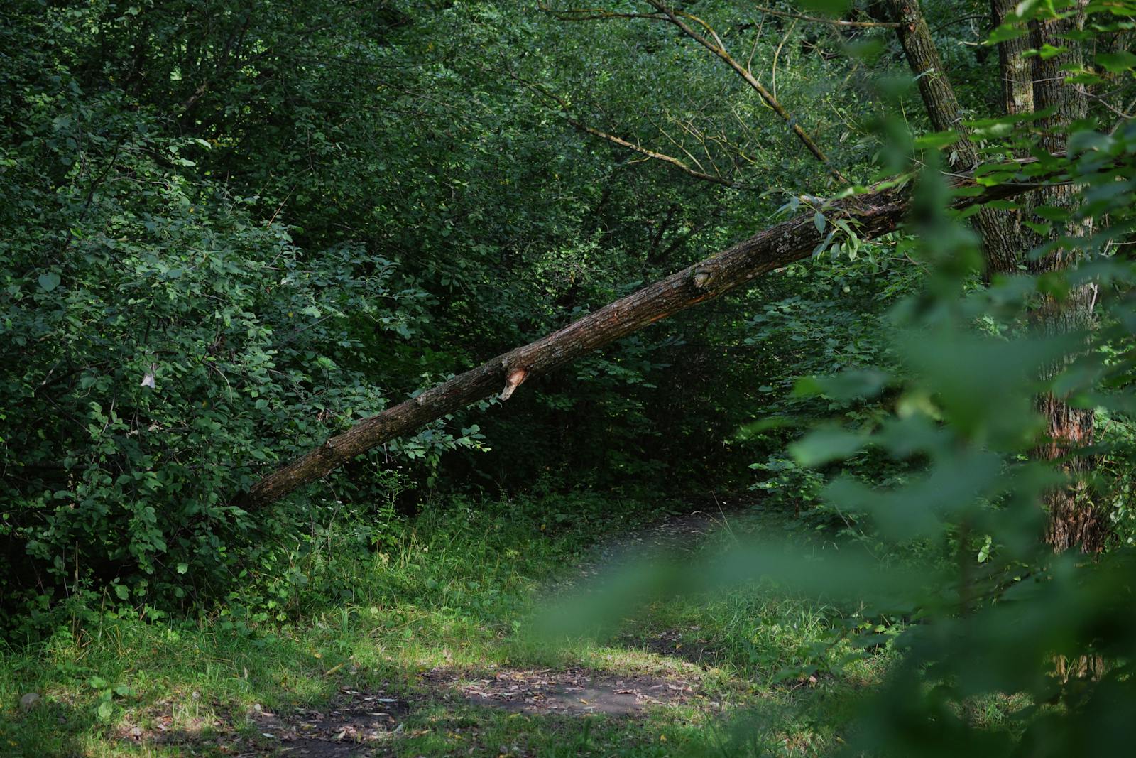 Storm Damage Cleanup by Timber Tree Experts