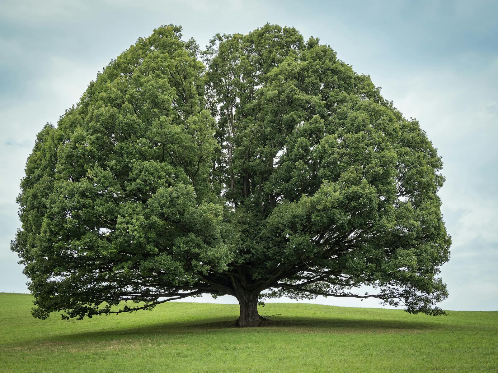 Tree Maintenance by Timber Tree Experts