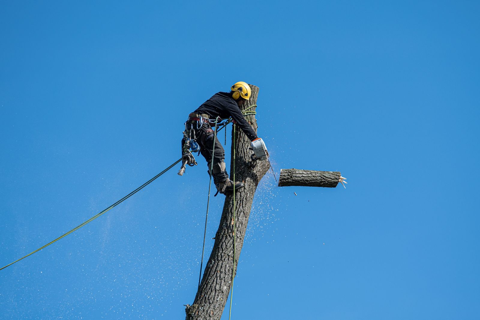 Tree Removal by Timber Tree Experts