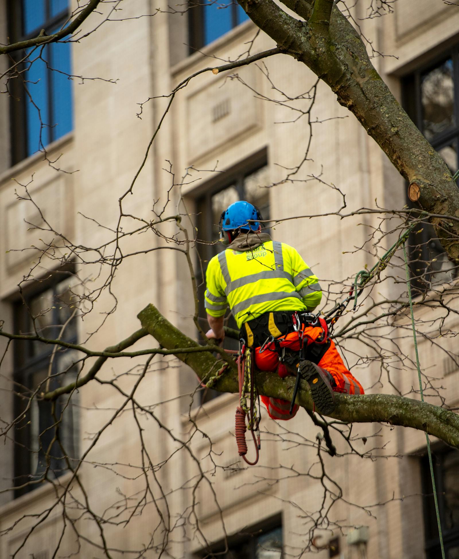 Trimming & Pruning by Timber Tree Experts
