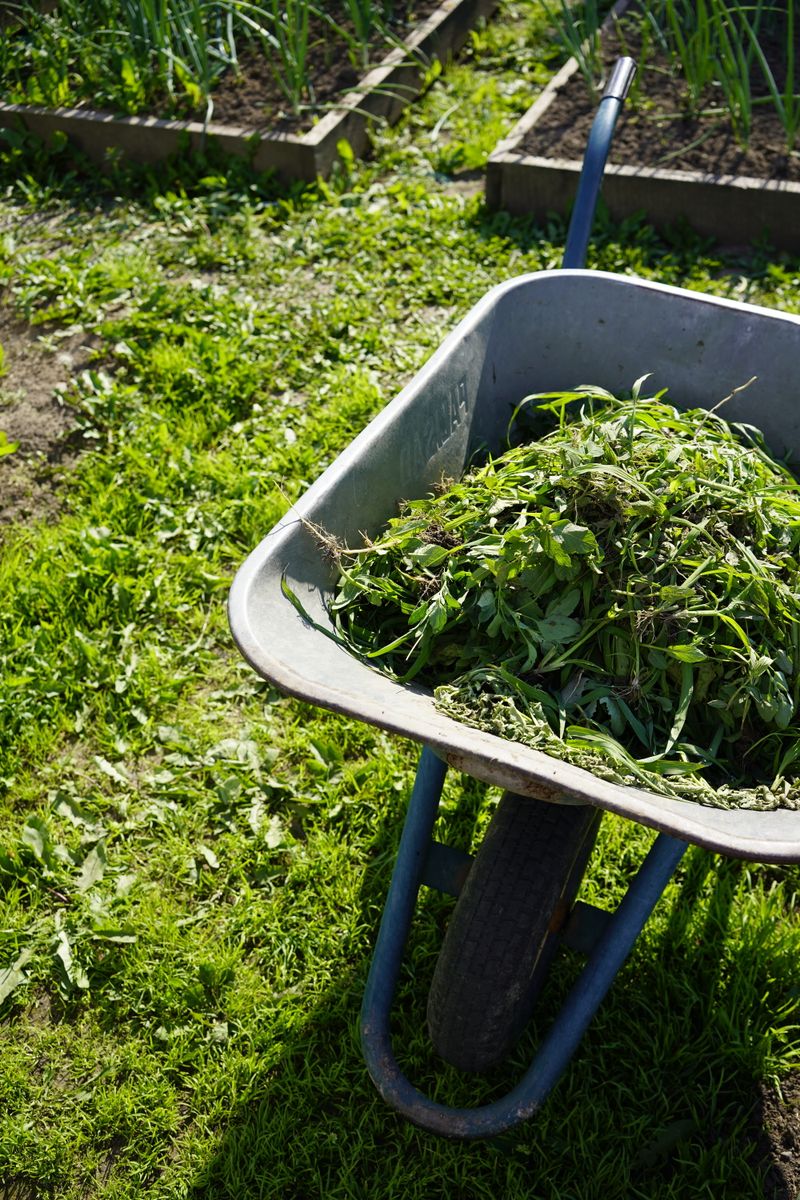 Wheelbarrow loaded with yard waste and debris for removal